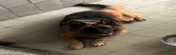 Pastore Tedesco cani in regalo: IBRA PASTORE TEDESCO - Annuncio 10