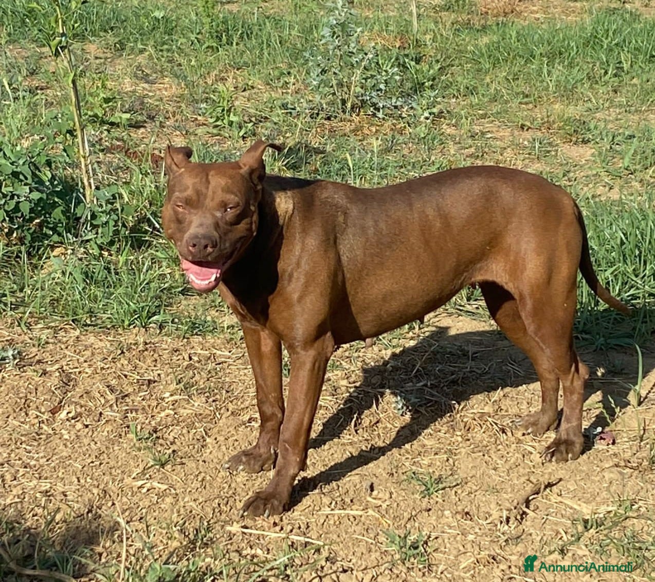 Pitbull cani Zena 4anni Pitbull Red Nose buona e triste in box - Annuncio 23