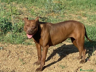 Pitbull cani Zena 4anni Pitbull Red Nose buona e triste in box - Annuncio 14