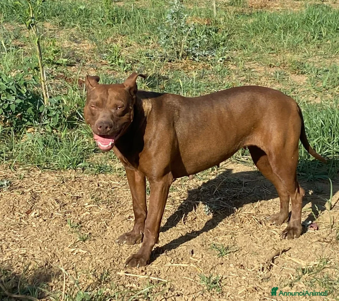 Pitbull cani in regalo: Zena 4anni Pitbull Red Nose buona e triste in box - Annuncio 1