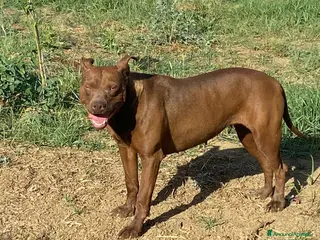 Pitbull cani Zena 4anni Pitbull Red Nose buona e triste in box - Annuncio 21