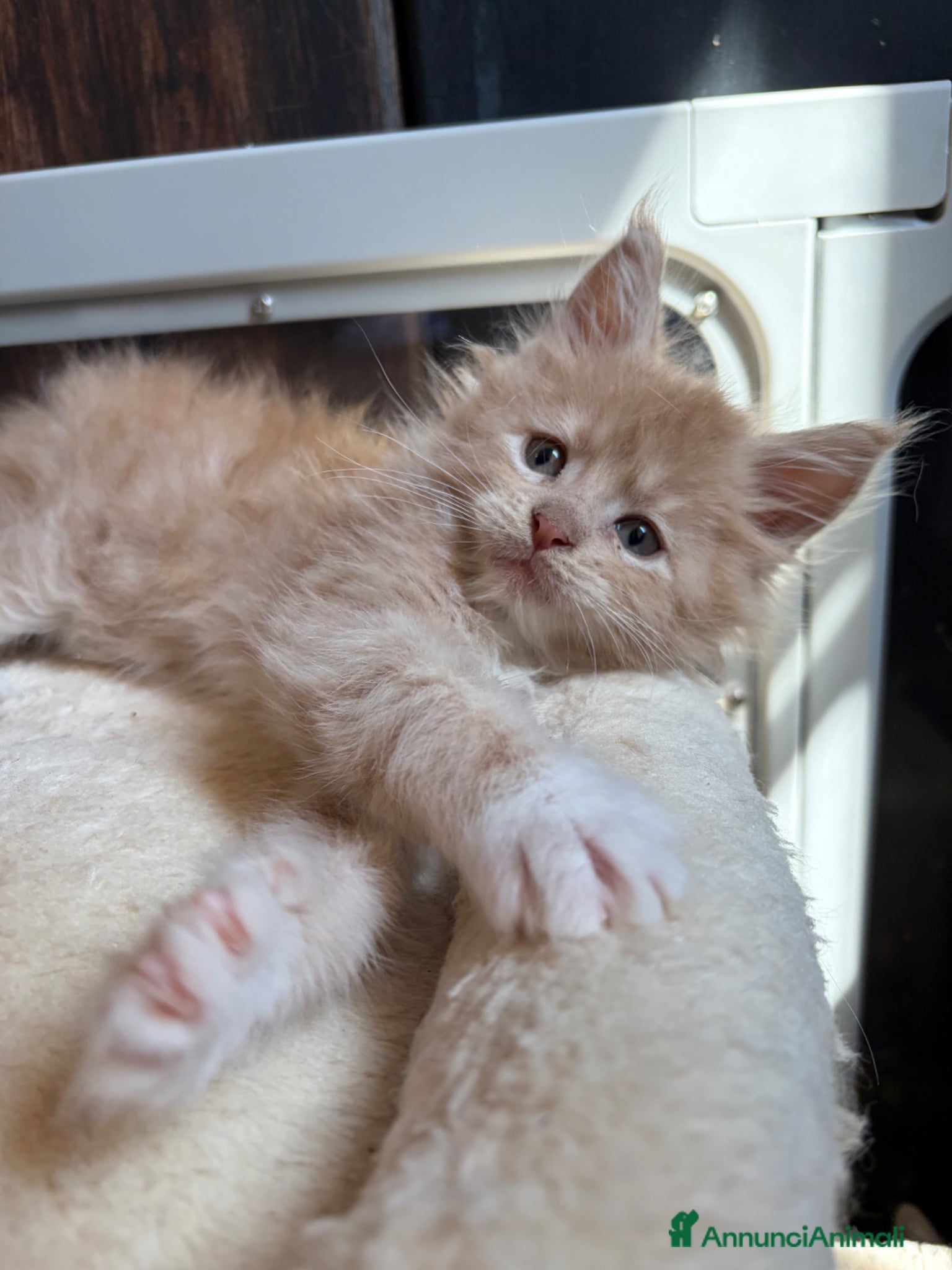 Maine Coon gatti Cuccioli Maine coon con pedigree  - Annuncio 1