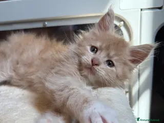 Maine Coon gatti Cuccioli Maine coon con pedigree - Annuncio 1