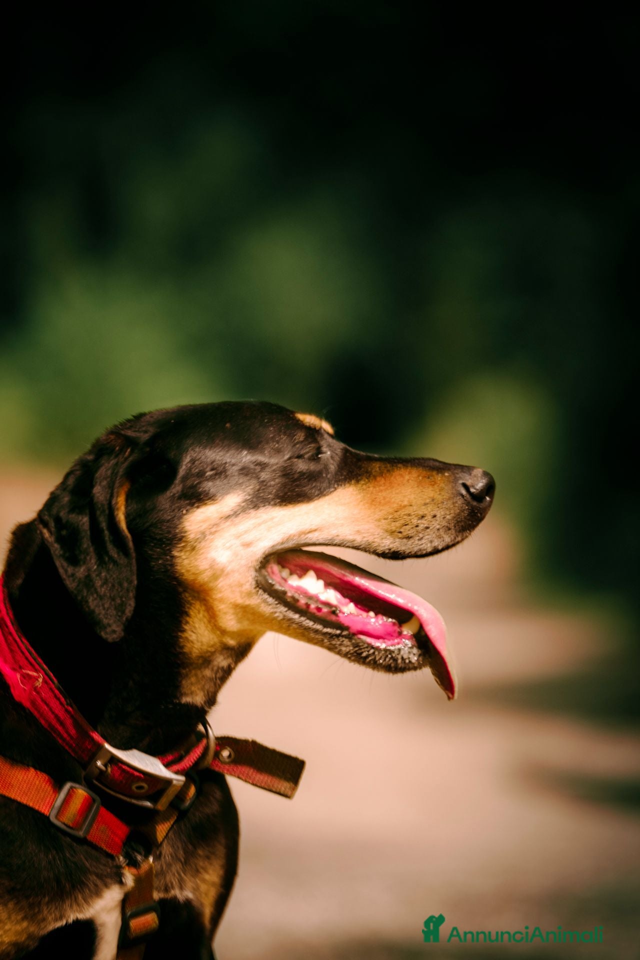 Meticcio cani Skylar, stupenda simil segugia - Annuncio 13