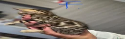 Bengala gatti in vendita: Cuccioli di Bengala a Provincia del Verbano-Cusio-Ossola - Annuncio 8