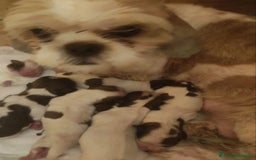 Shih Tzu cani in vendita: Cucciolo di shitzu - Immagine 5