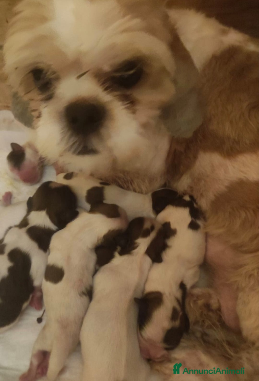 Shih Tzu cani in vendita: Cucciolo di shitzu - Immagine 5