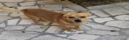 Meticcio cani in regalo: Luigi dolcissimo cagnolino taglia piccola a Città metropolitana di Milano - Annuncio 2