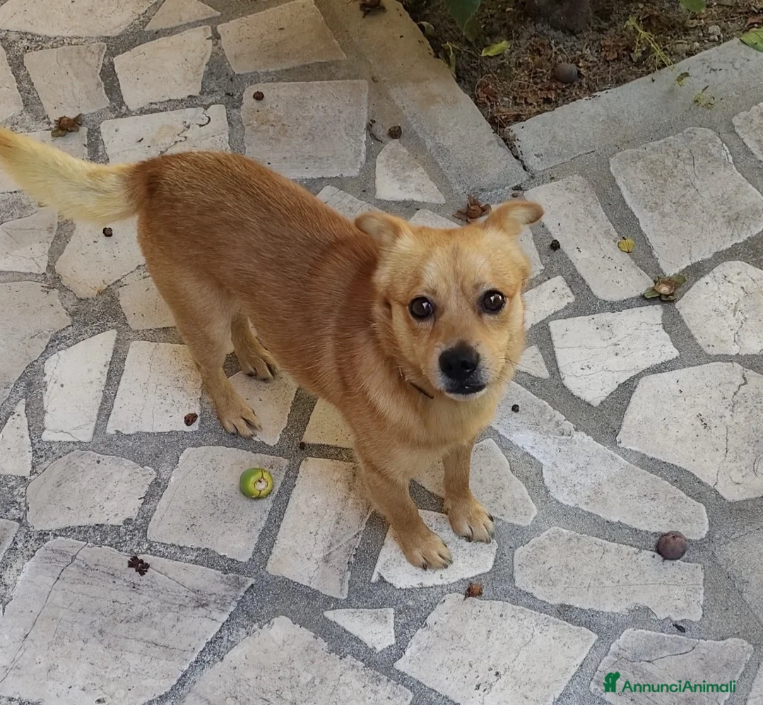 Meticcio cani in regalo: Luigi dolcissimo cagnolino taglia piccola a Città metropolitana di Milano - Annuncio 2