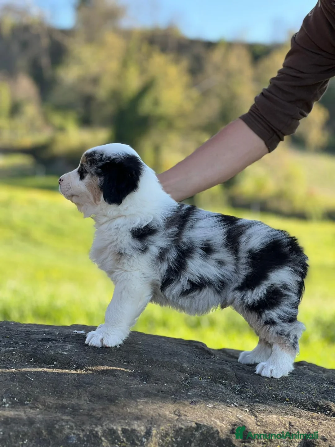 Australian Shepherd cani in vendita: Vendesi cuccioli di pastore australiano  - Annuncio 7
