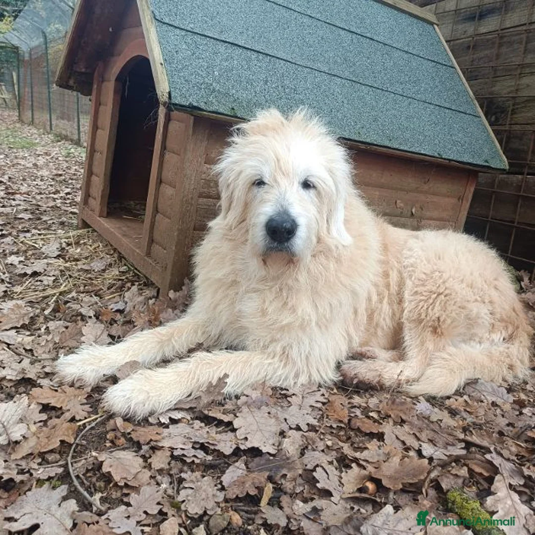 Meticcio cani in regalo: REBECCA bellissima rimasta sola - Annuncio 5