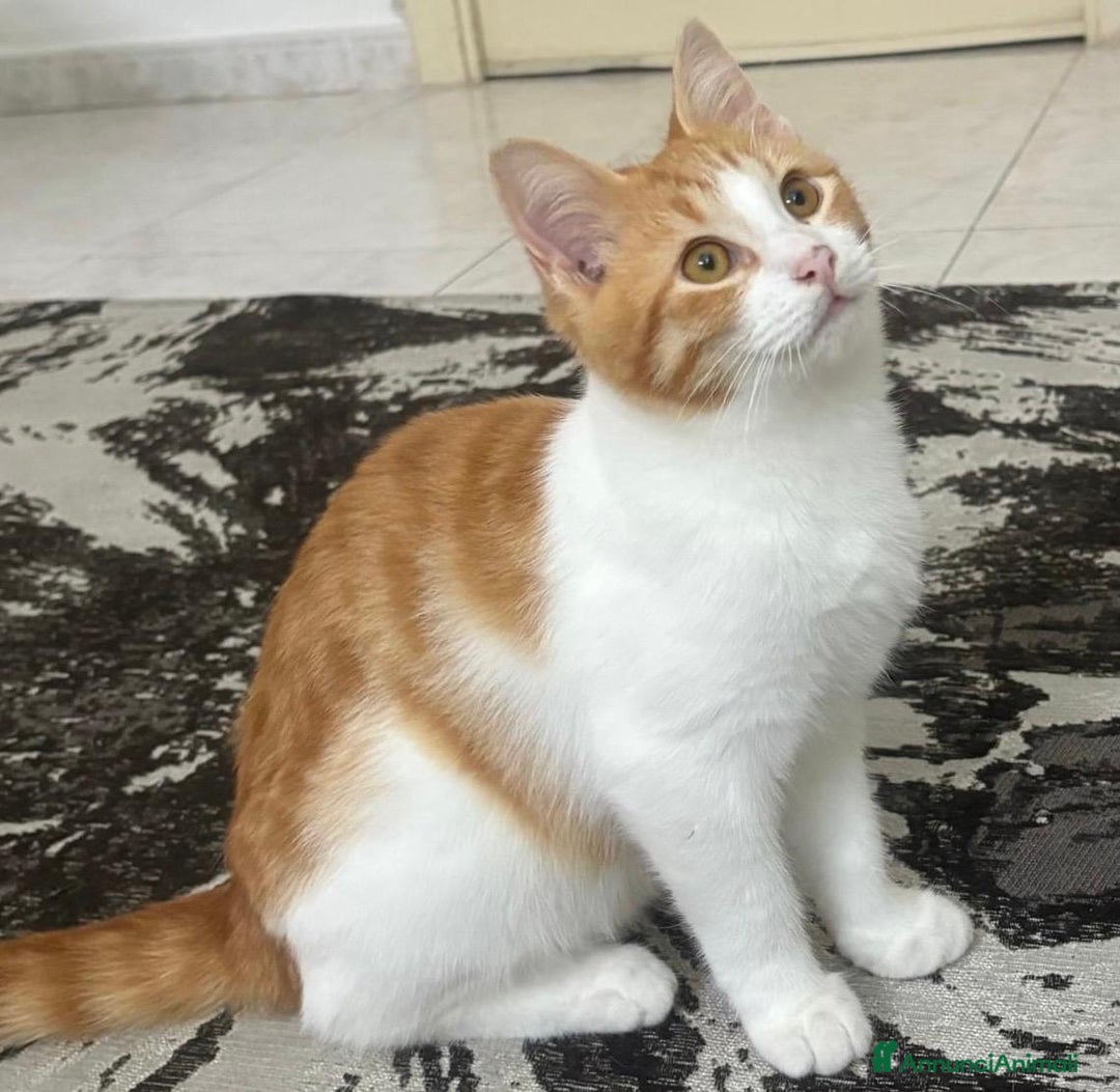 Europeo gatti in regalo: GASTONE, MICIO B/ROSSO 5 MESI MEZZO MAMMA TESTATA  - Annuncio 5