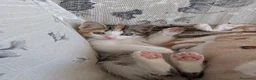 Altre razze gatti in regalo: Una casa per Misha - Annuncio 2