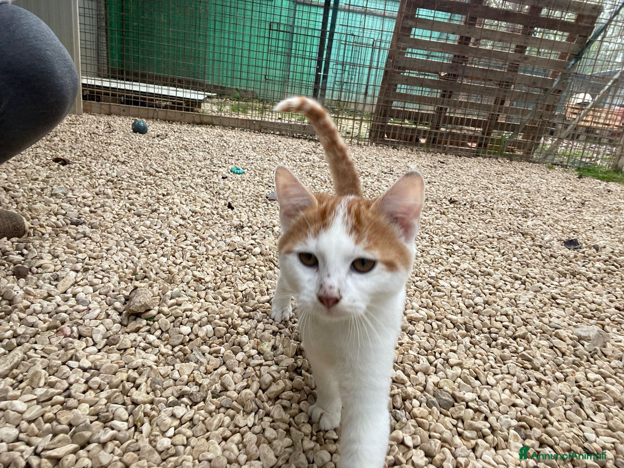 Meticcio gatti IL TENERISSIMO POOH - Annuncio 26