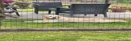 Golden Retriever cani in vendita: Golden retriever con pedigree ENCI  - Annuncio 5