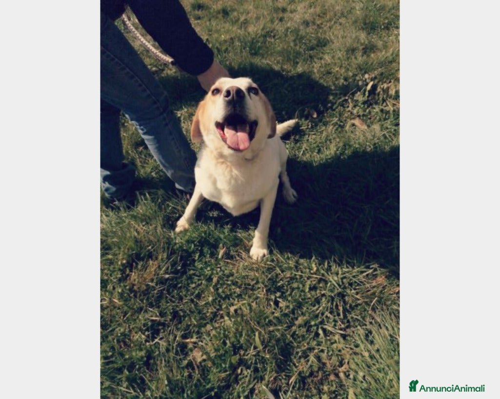 Meticcio cani LALO, argento vivo misto a dolcezza  a Latina - Annuncio 2