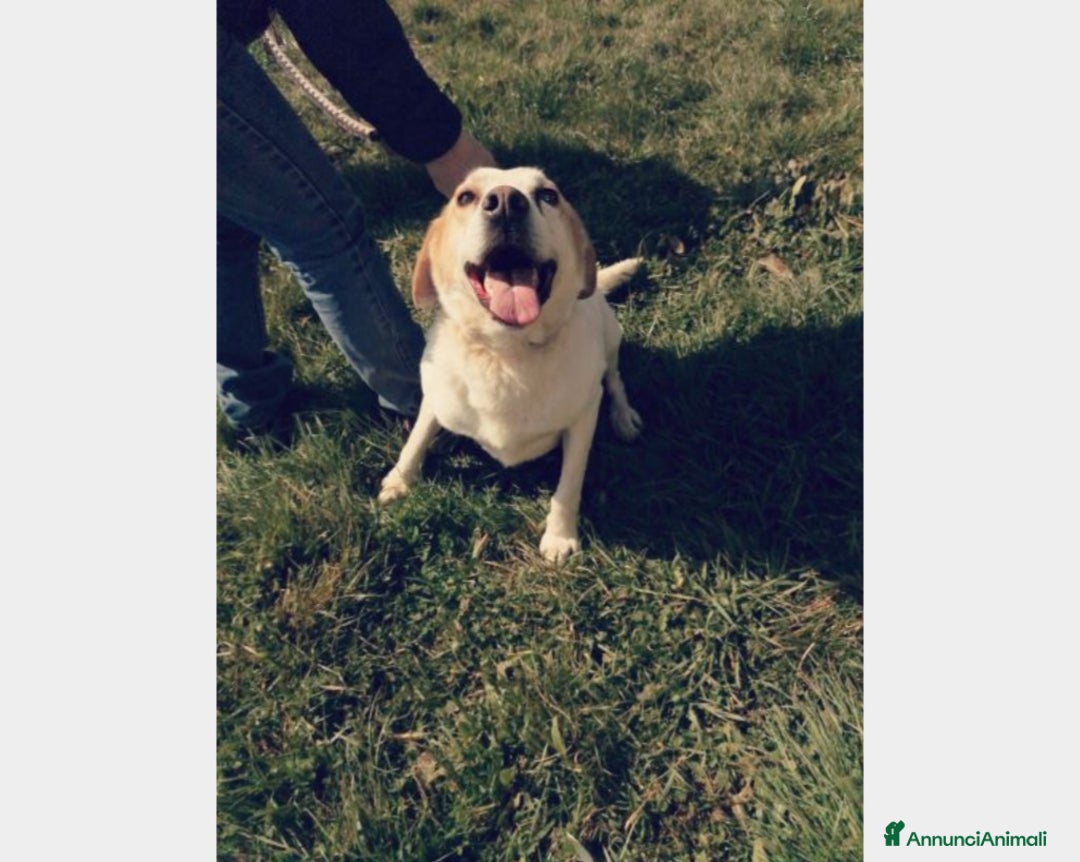 Meticcio cani in regalo: LALO, argento vivo misto a dolcezza  a Latina - Annuncio 2