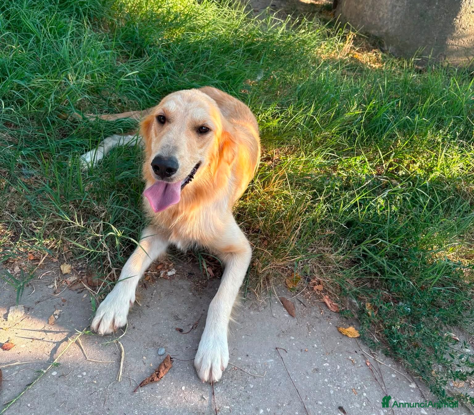 Golden Retriever cani Golden retriever femmina pedigree ENCI  - Annuncio 1