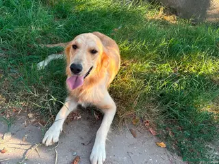 Golden Retriever cani Golden retriever femmina pedigree ENCI - Annuncio 1