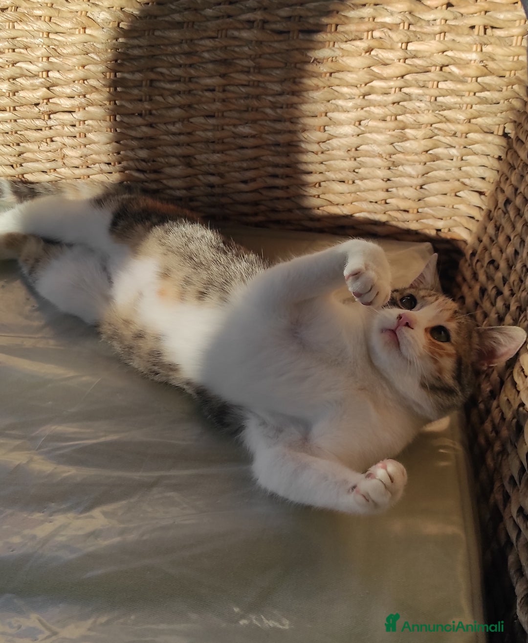 Europeo gatti in regalo: Gattina cerca casa - Annuncio 3