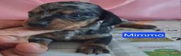 Bassotto cani in vendita: Cuccioli di bassotto  - Annuncio 3