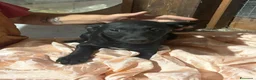 Meticcio cani in regalo: Kiwi e Pic cuccioli 4 mesi cercano casa tg piccola - Annuncio 4