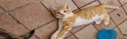 Meticcio gatti in regalo: Sara e i suoi cuccioli  - Annuncio 10