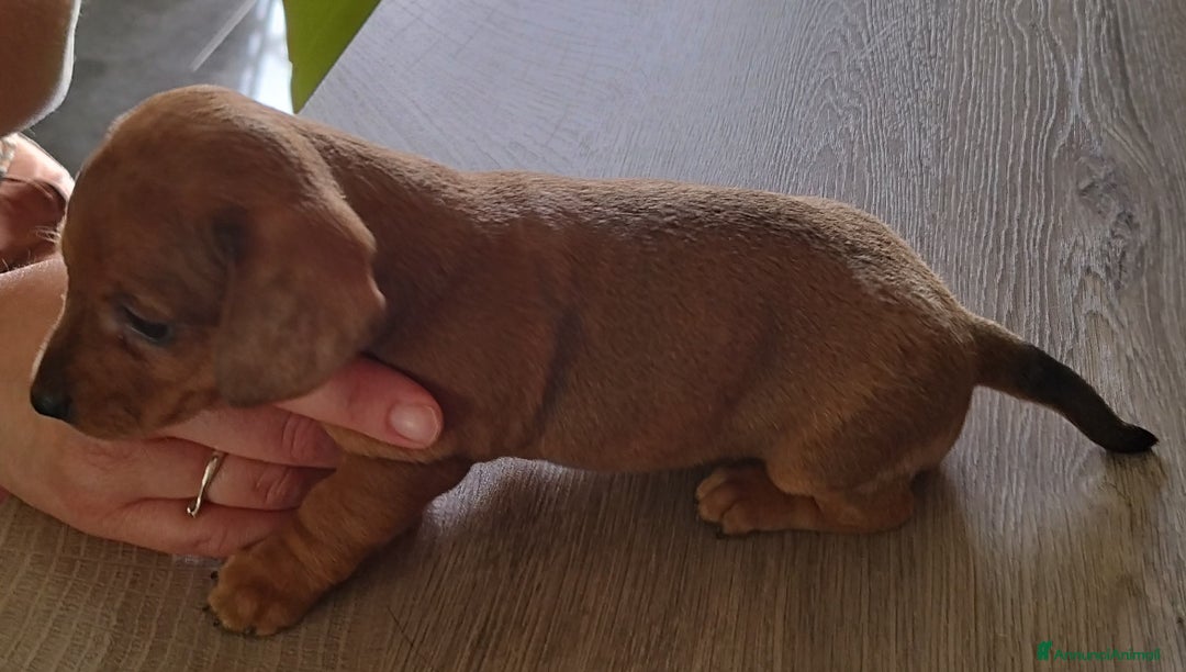 Bassotto cani in vendita: BASSOTTINA  a Città metropolitana di Roma Capitale - Immagine 3