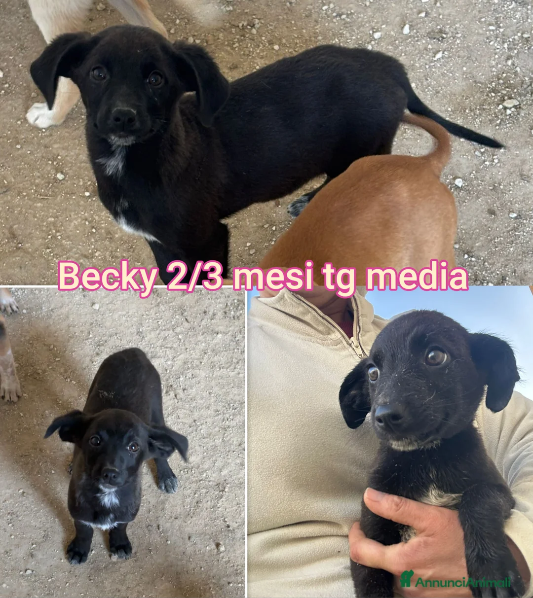 Meticcio cani in regalo: Troppi cuccioli rinchiusi  - Annuncio 6