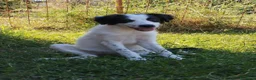 Meticcio cani in regalo: 4 mesi, futura taglia media  - Annuncio 4