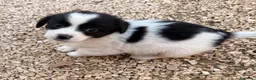 Meticcio cani in regalo: IL PICCOLO DUPLO - Annuncio 2