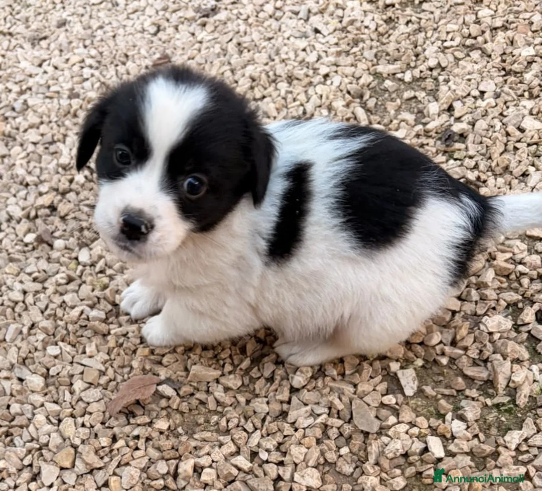Meticcio cani in regalo: IL PICCOLO DUPLO - Annuncio 2