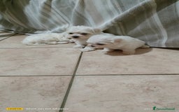 Maltese cani in vendita: Maltese  a Provincia di Frosinone - Immagine 1