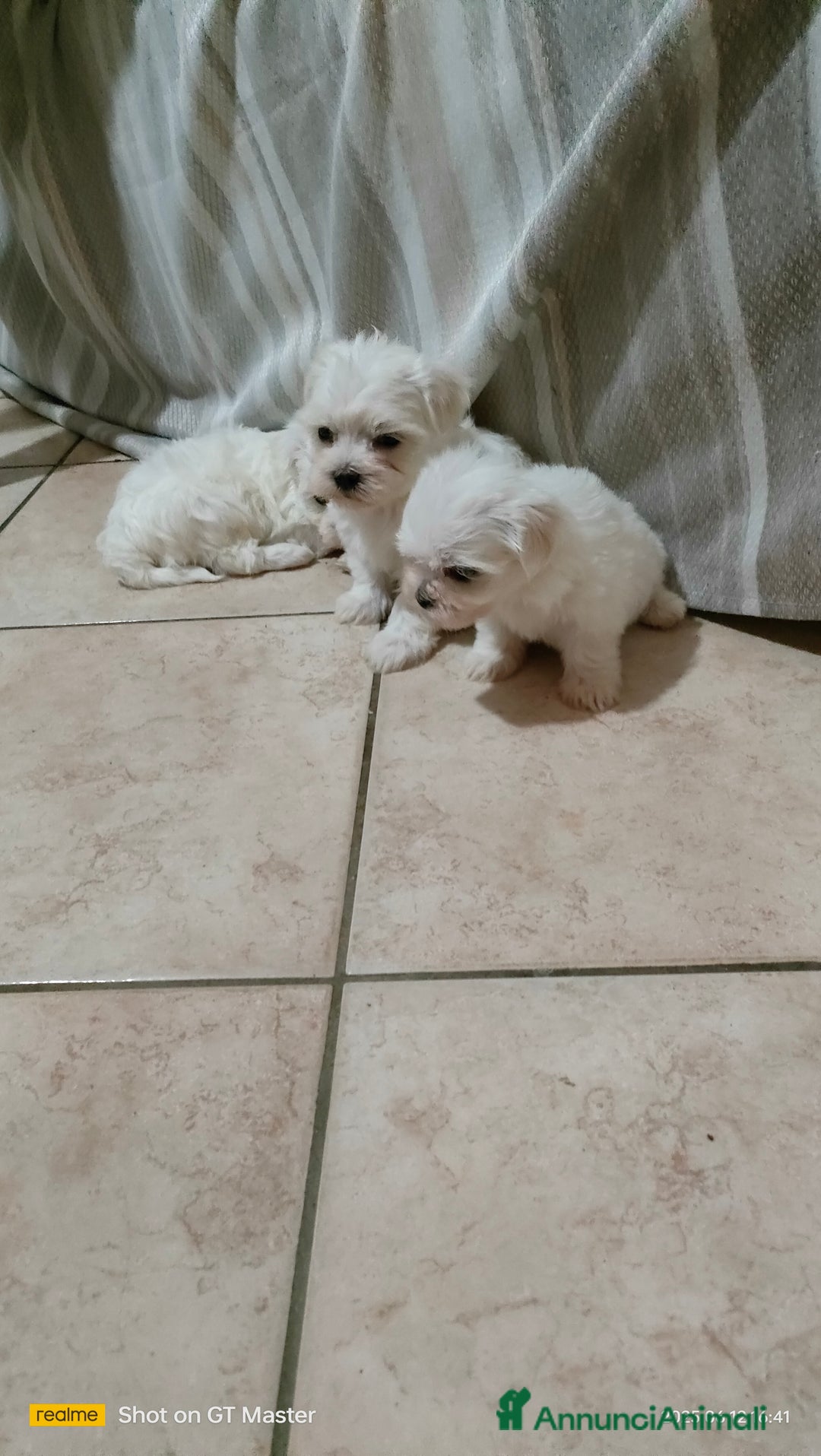Maltese cani in vendita: Maltese  a Provincia di Frosinone - Immagine 1