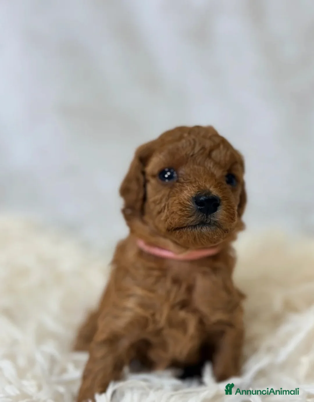 Barboncino Toy cani in vendita: Cuccioli di barboncino Toy rosso asiatico Toy barb - Annuncio 17