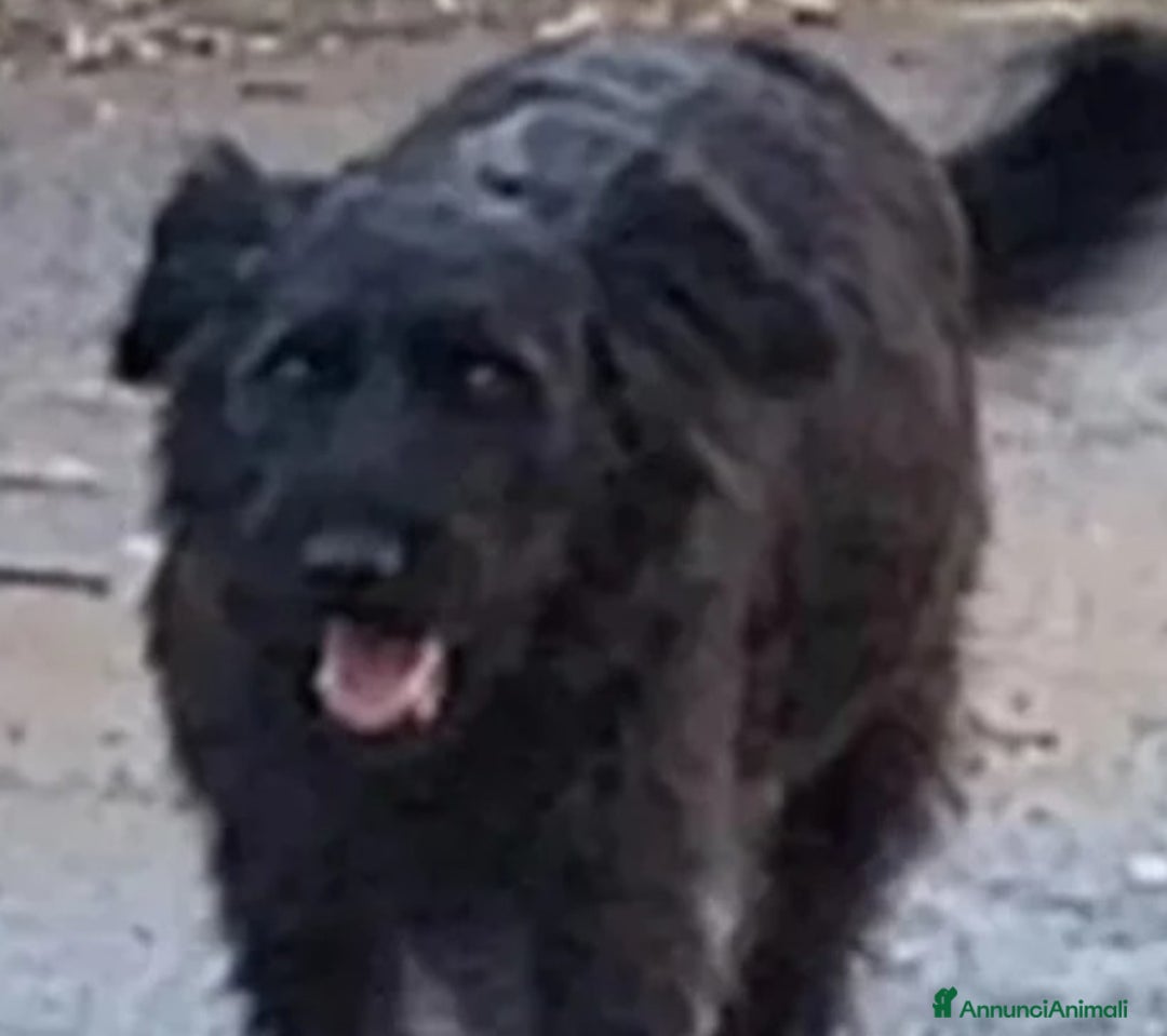 Pastore Tedesco cani in regalo: cuccioli  - Annuncio 2