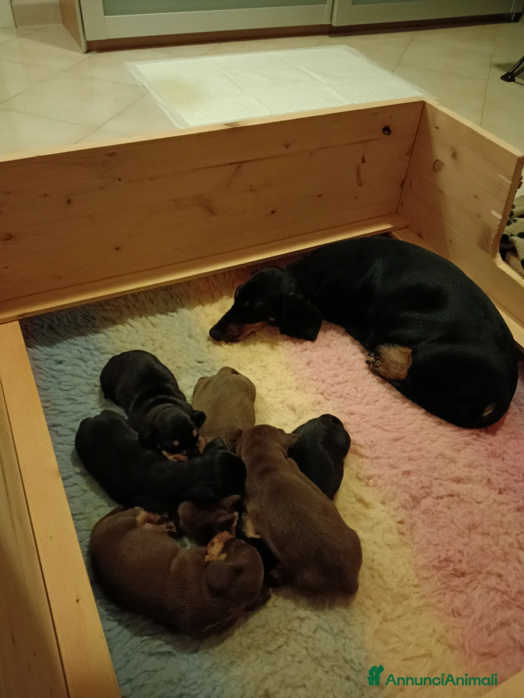 Bassotto cani in vendita: Bassotti Tedeschi nano-pelo corto-pedigree  - Annuncio 11