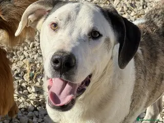 Pitbull cani ALFA, mix PITBULL super coccolone!! - Annuncio 3