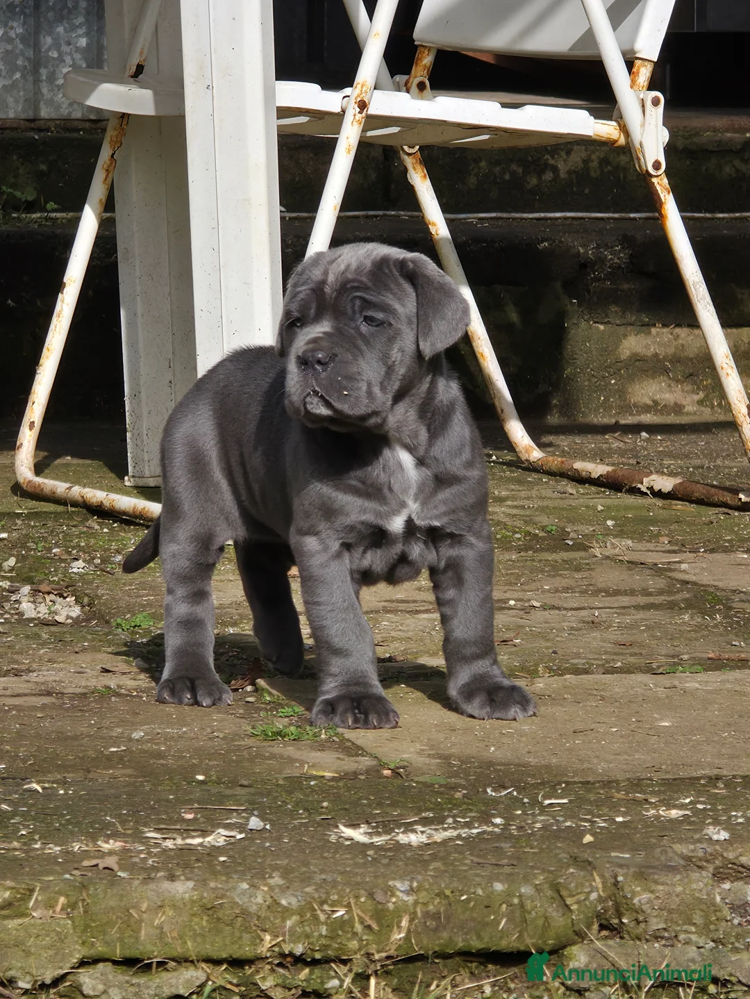 Mastino Napoletano cani in vendita: Cuccioli di Mastino Napoletano - Annuncio 13