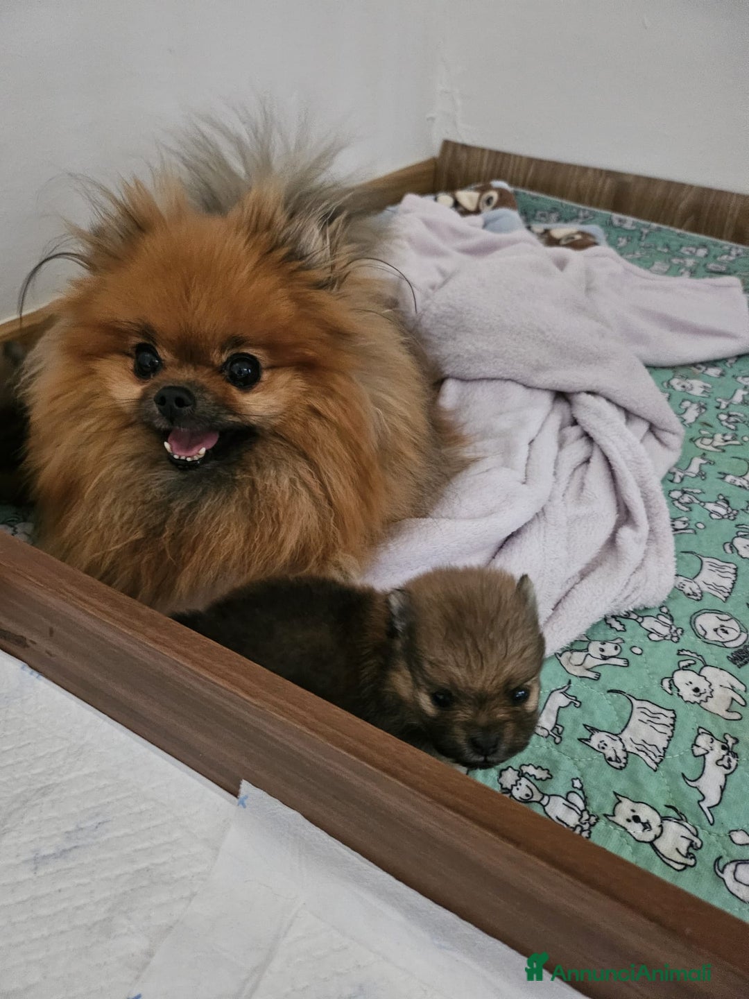 Volpino Pomerania cani in vendita: Spitz nano (Pomerania) Disponibili a Provincia di Cuneo - Annuncio 3