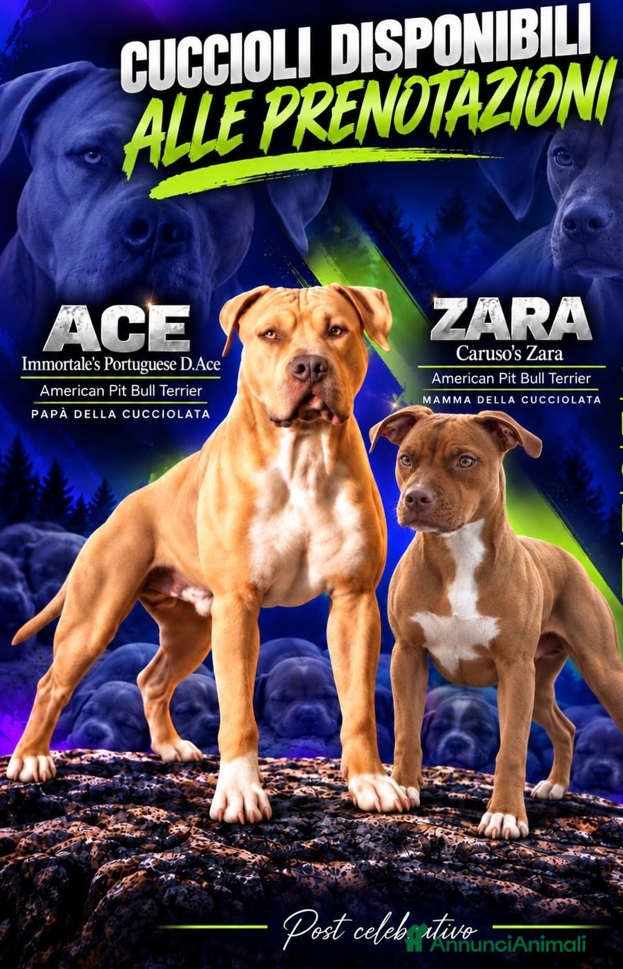 Pitbull cani Vendo cuccioli American Pitbull Terrier UKC - Annuncio 3