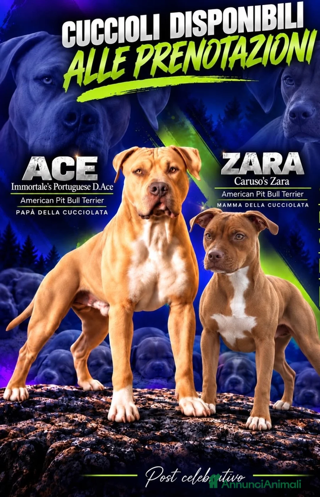 Pitbull cani in vendita: Vendo cuccioli American Pitbull Terrier UKC - Annuncio 1