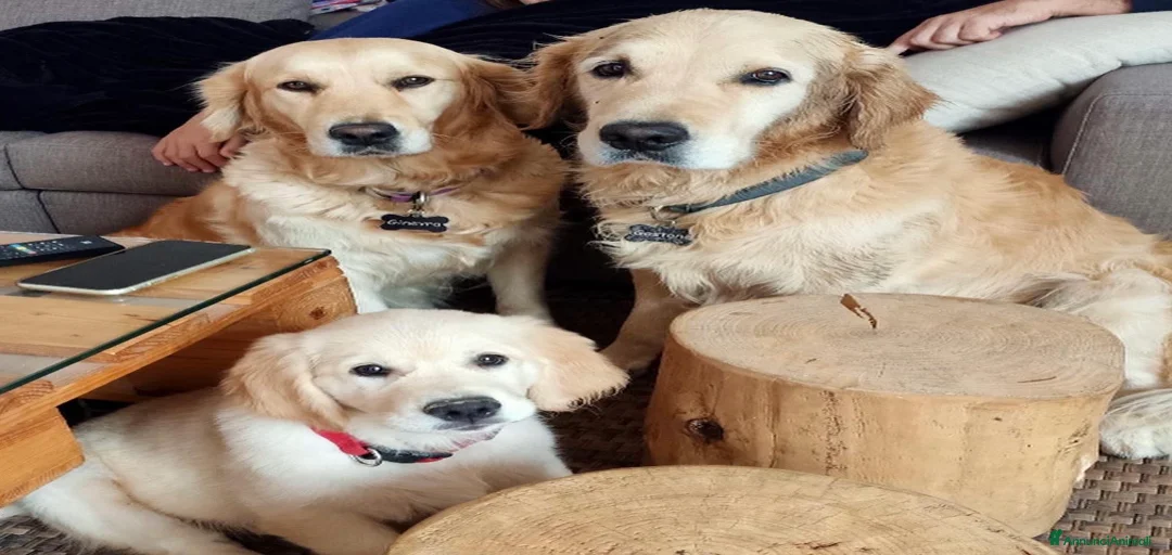 Immagine della galleria {{count}}