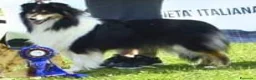 Collie cani in vendita: Cucciolo di Collie a Città Metropolitana di Genova - Annuncio 2