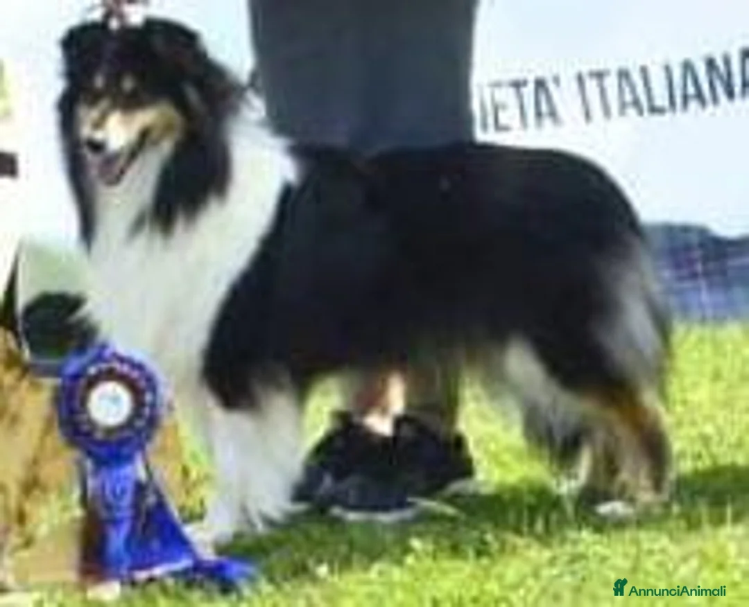 Collie cani in vendita: Cucciolo di Collie a Città Metropolitana di Genova - Annuncio 2