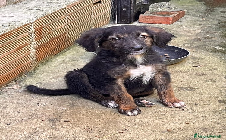 Meticcio cani a Provincia di Salerno - Annuncio 8