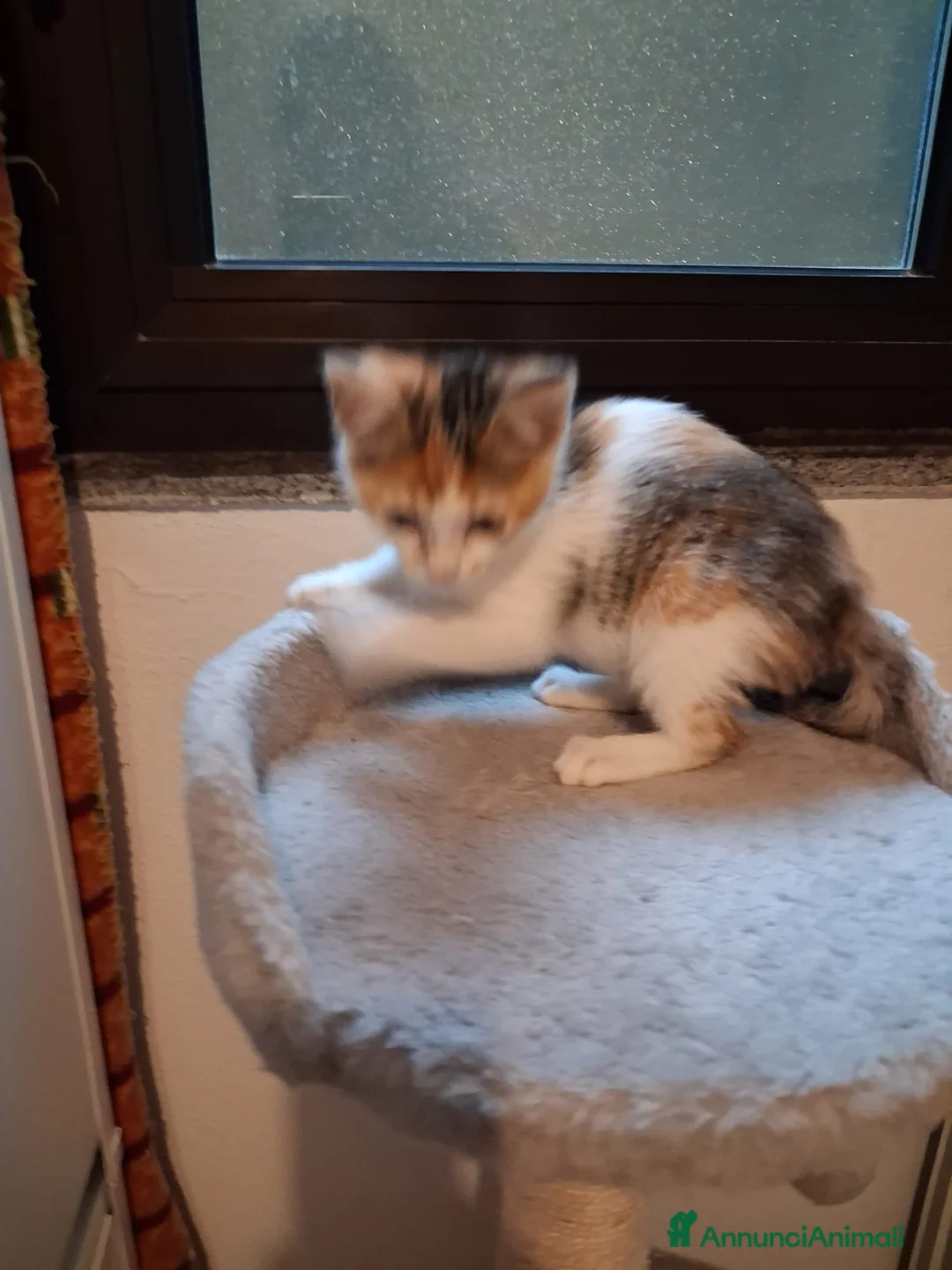 Meticcio gatti in regalo: GATTINI ADORABILI a Provincia di Monza e della Brianza - Annuncio 2