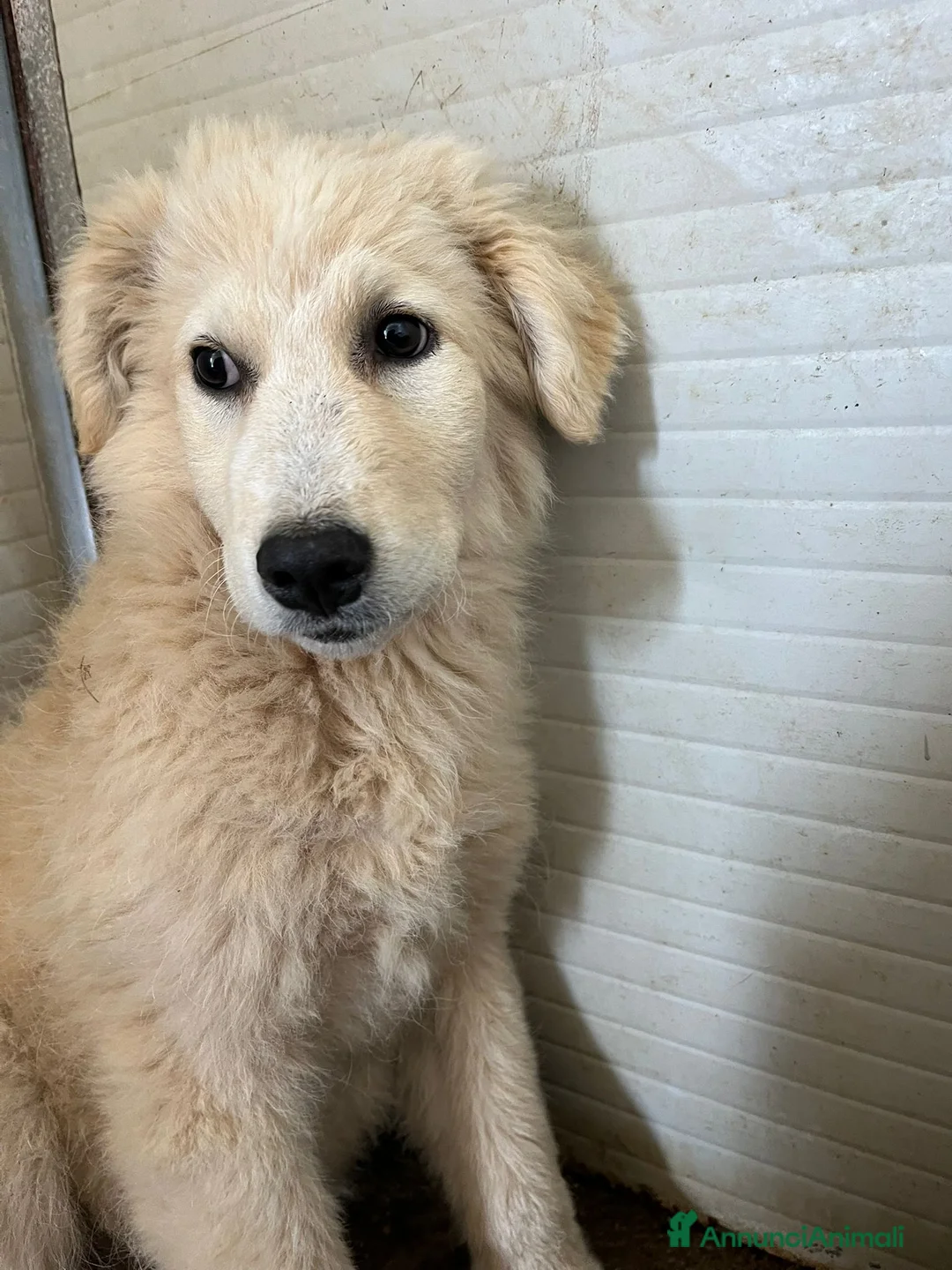 Meticcio cani in regalo: Cucciola in canile - Annuncio 4