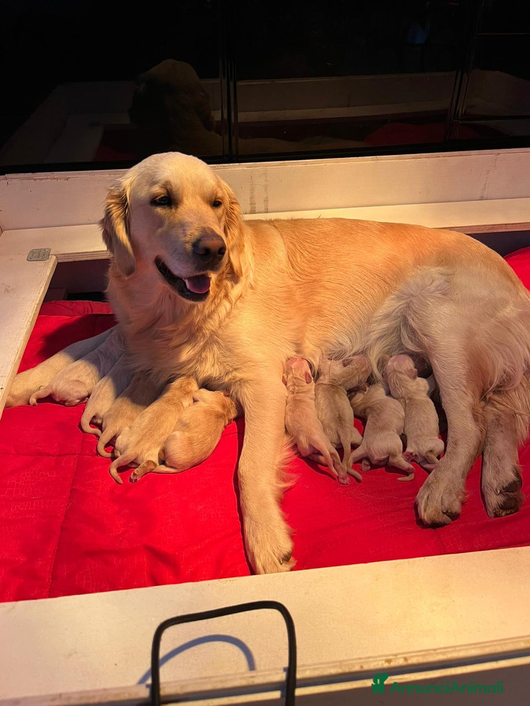 Golden Retriever cani in vendita: CUCCIOLI DI GOLDEN RETRIEVER CON PEDIGREE - Annuncio 1