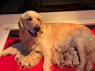 Golden Retriever cani CUCCIOLI DI GOLDEN RETRIEVER CON PEDIGREE - Annuncio 2